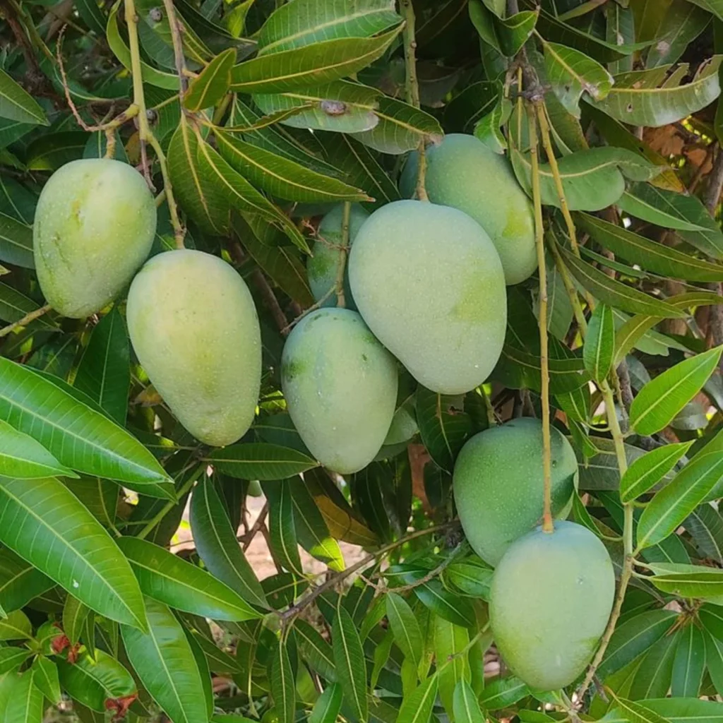 Kukku Mara, Mango